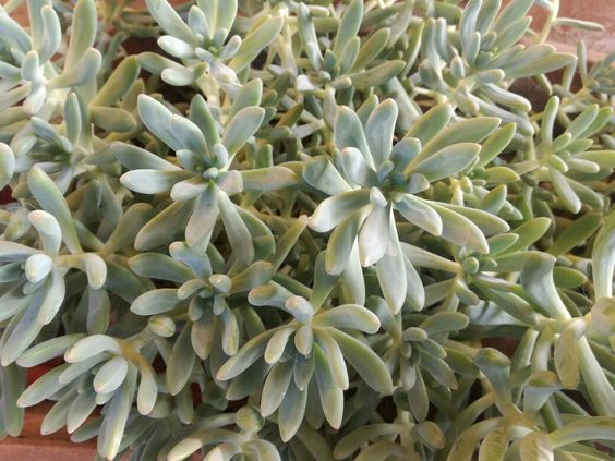 Barattoscambio Regalo Talee Piante Grasse Un Po Di