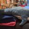 Peluche squalo a Napoli [NA]